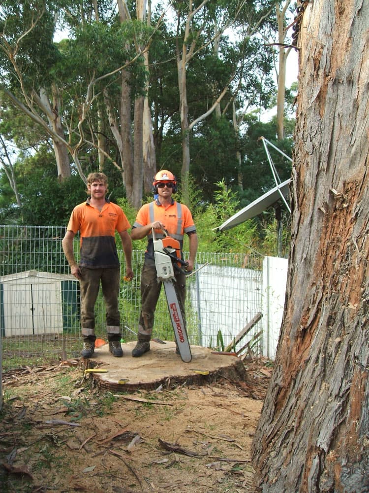 Everwilling Tree Specialists tree services work in MacMasters Beach