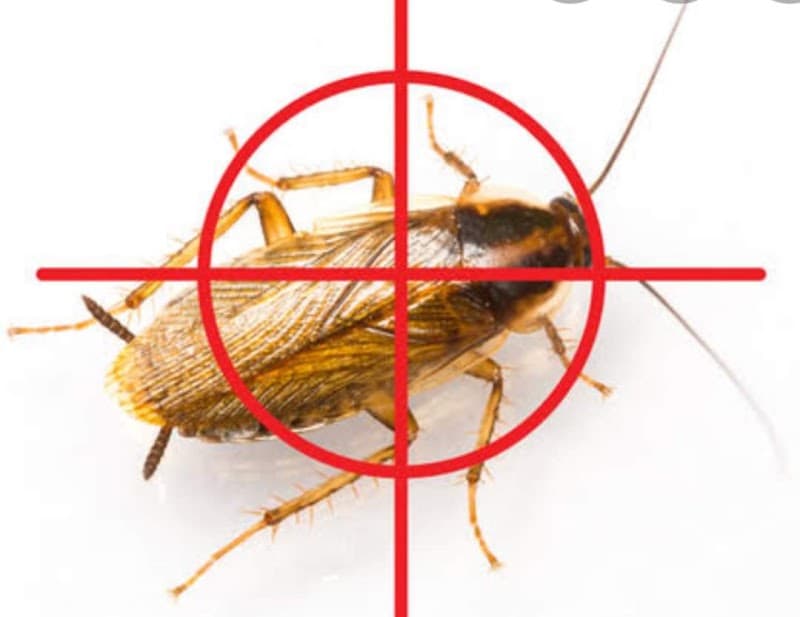 Everything Pest Control pest control work in Morisset Park