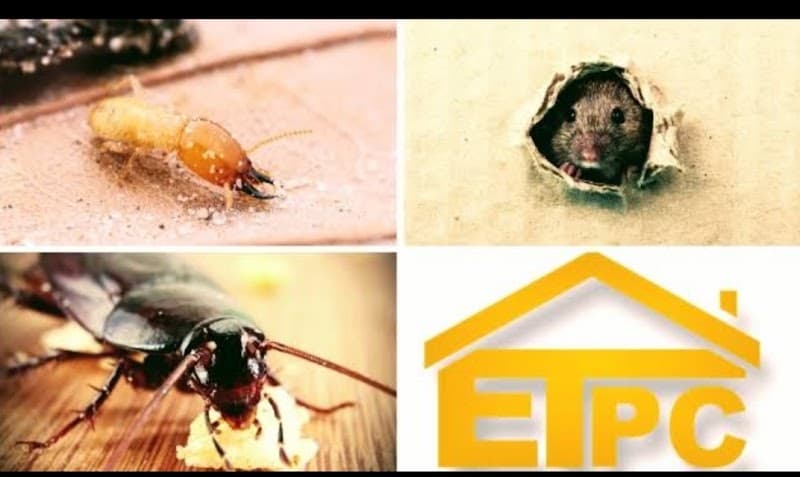 Everything Pest Control pest control work in Morisset Park