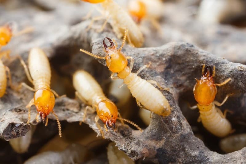 EVO Pest Control pest control work in Oatlands