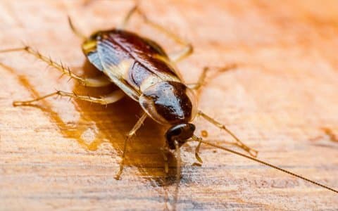 EVO Pest Control pest control work in Oatlands