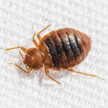 EVO Pest Control pest control work in Oatlands