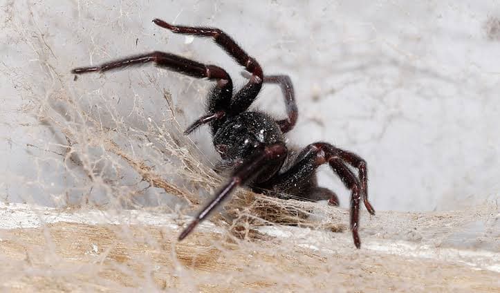EVO Pest Control pest control work in Oatlands