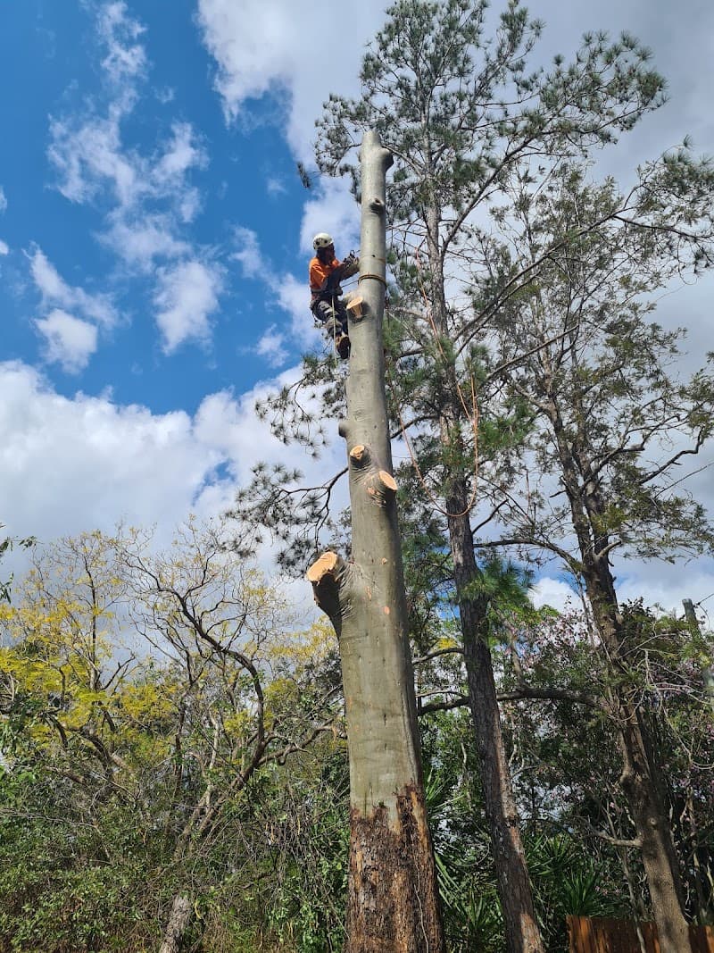 EZ-AS TREE SERVICE tree services work in Narangba