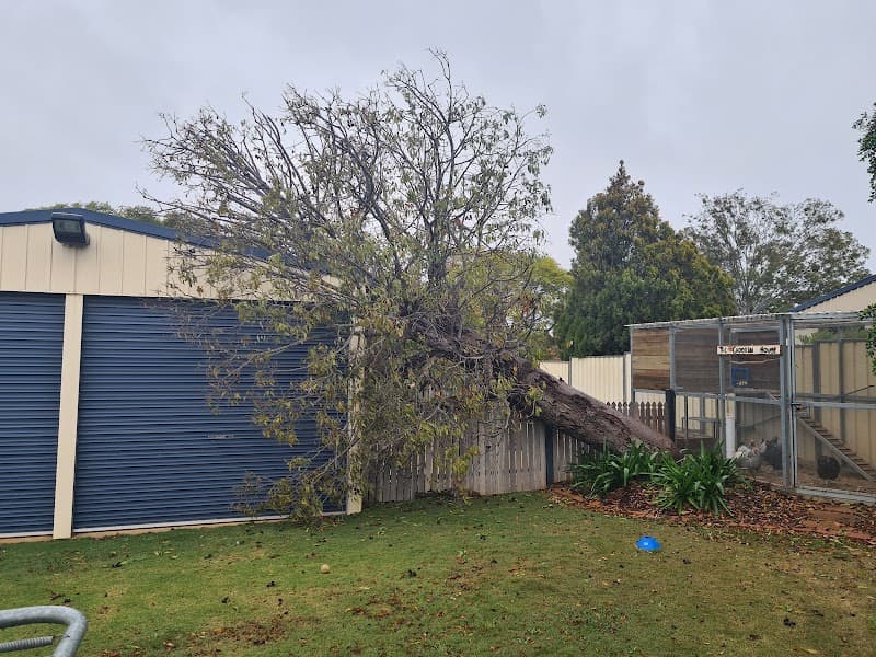 EZ-AS TREE SERVICE tree services work in Narangba