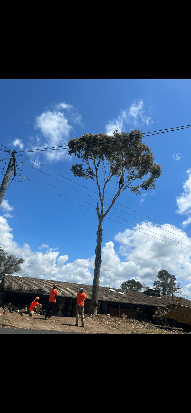 EziClip Tree Service tree services work in New Lambton Heights