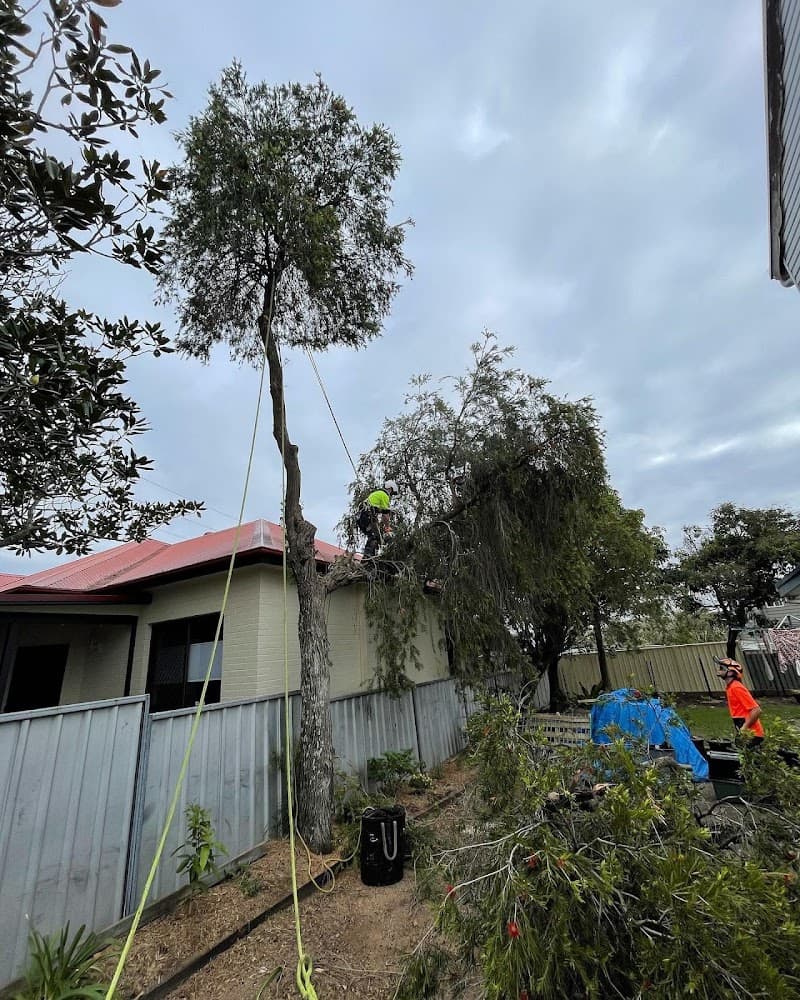 EziClip Tree Service tree services work in New Lambton Heights