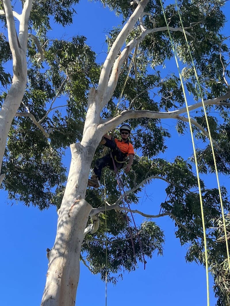 EziClip Tree Service tree services work in New Lambton Heights