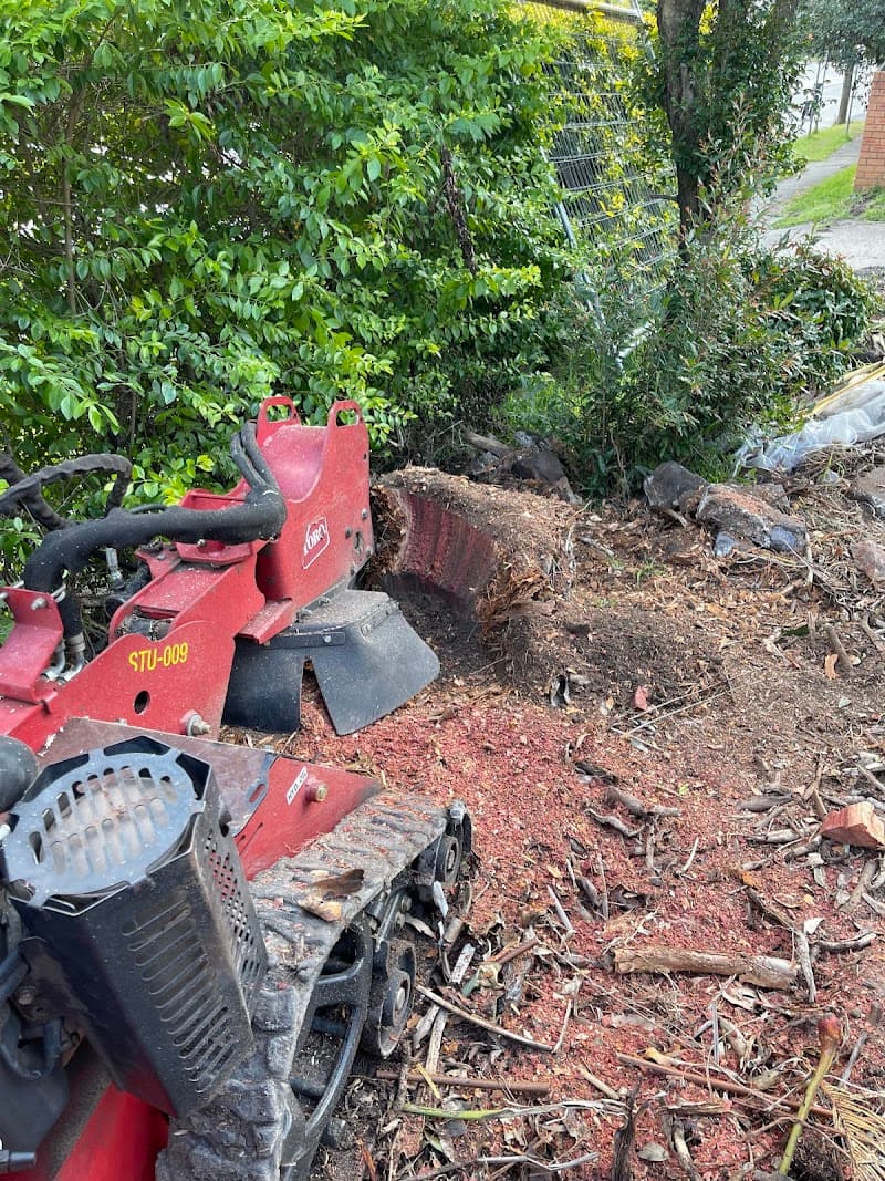EziClip Tree Service tree services work in New Lambton Heights