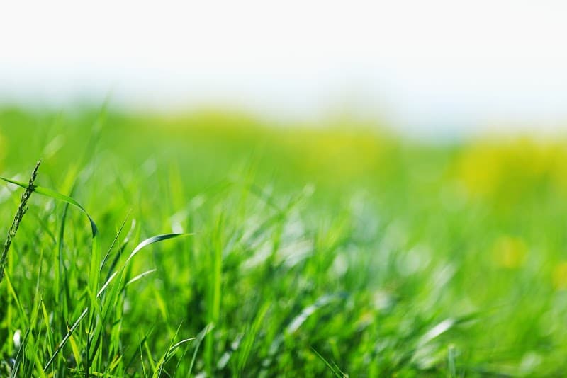 EZMow lawn care work in Deagon