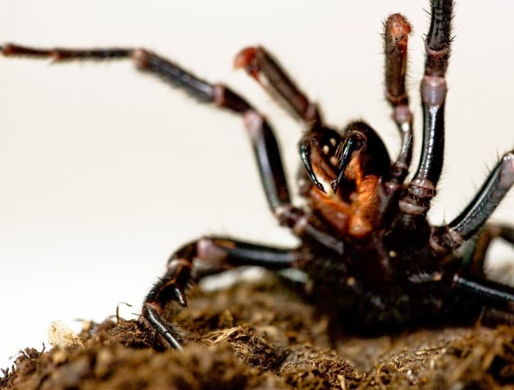 Falls Pest Control penrith pest control work in Cranebrook