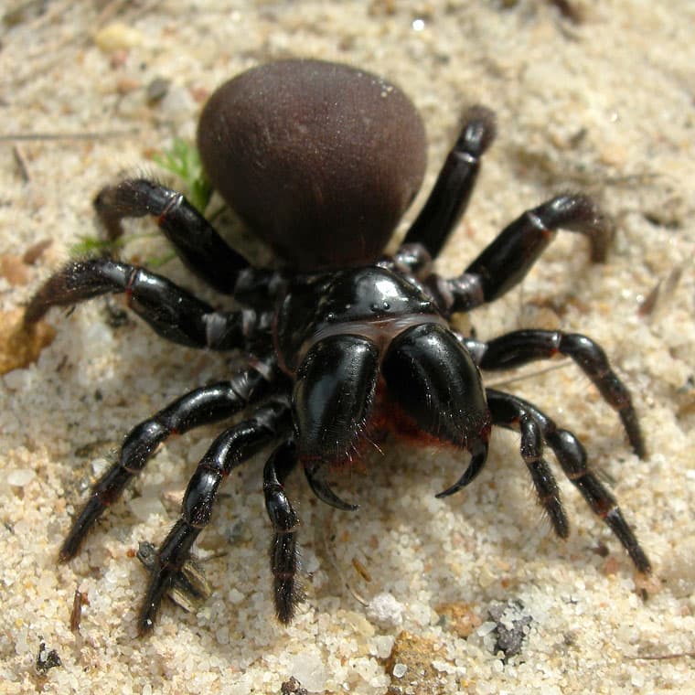Falls Pest Control penrith pest control work in Cranebrook