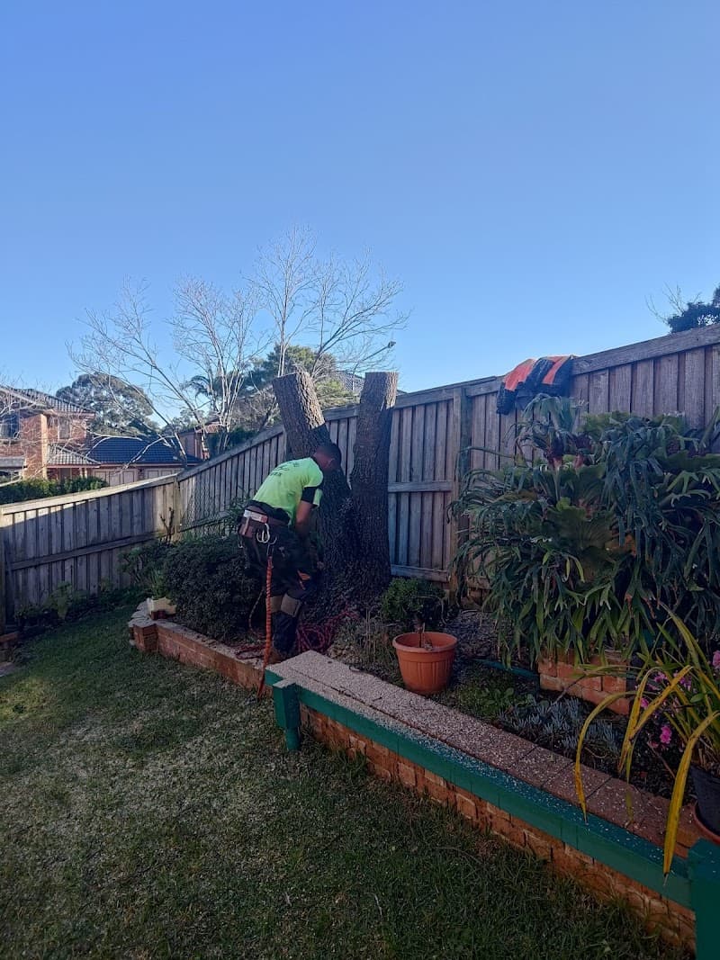 Fast Call Tree Service tree services work in Baulkham Hills