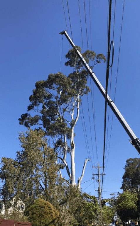 Fast Call Tree Service tree services work in Baulkham Hills