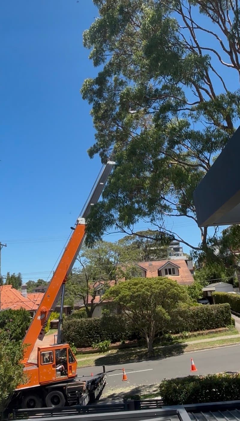 Fast Call Tree Service tree services work in Baulkham Hills