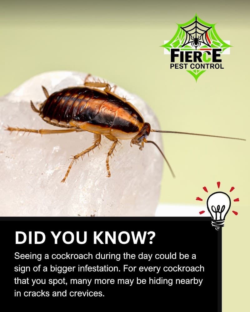 Fierce Pest Control Lake Macquarie pest control work in Bonnells Bay