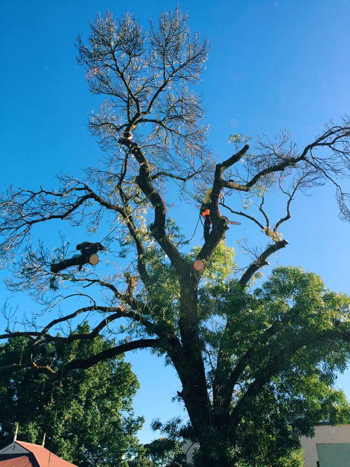 Final Cut Tree Solutions tree services work in Happy Valley
