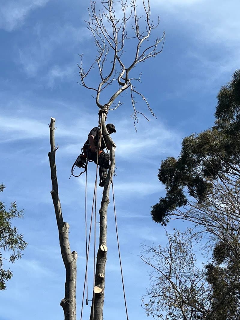 Final Cut Tree Solutions tree services work in Happy Valley