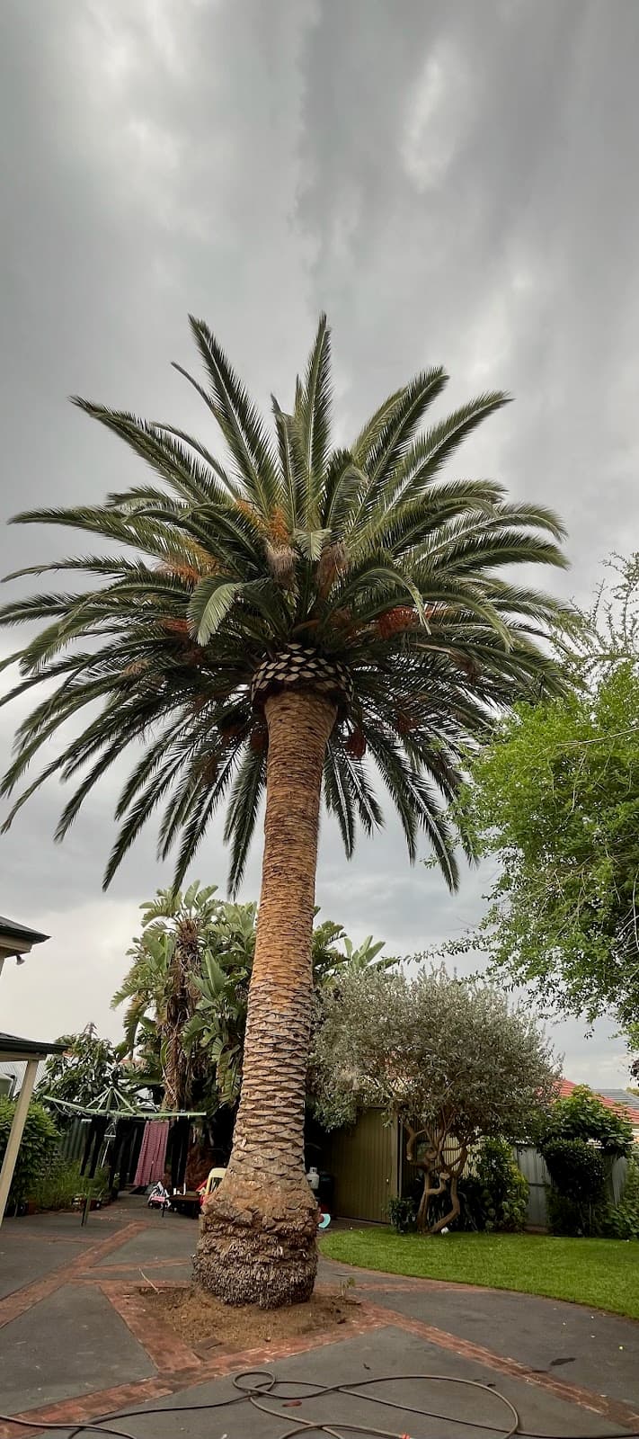Final Cut Tree Solutions tree services work in Happy Valley
