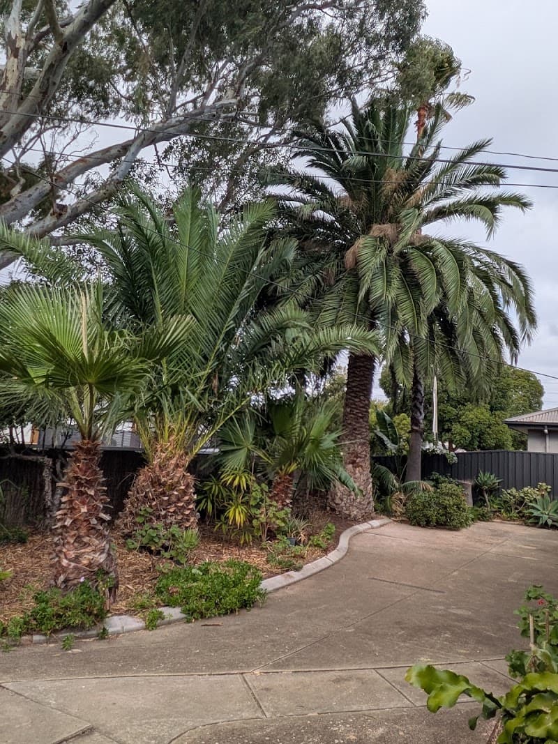 Final Cut Tree Solutions tree services work in Happy Valley