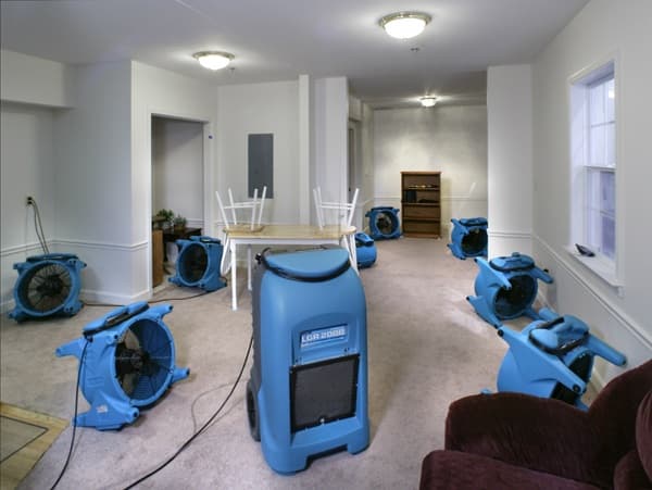 Finesto pest control work in Harristown