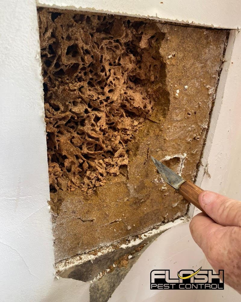 Flash Pest Control pest control work in Morayfield