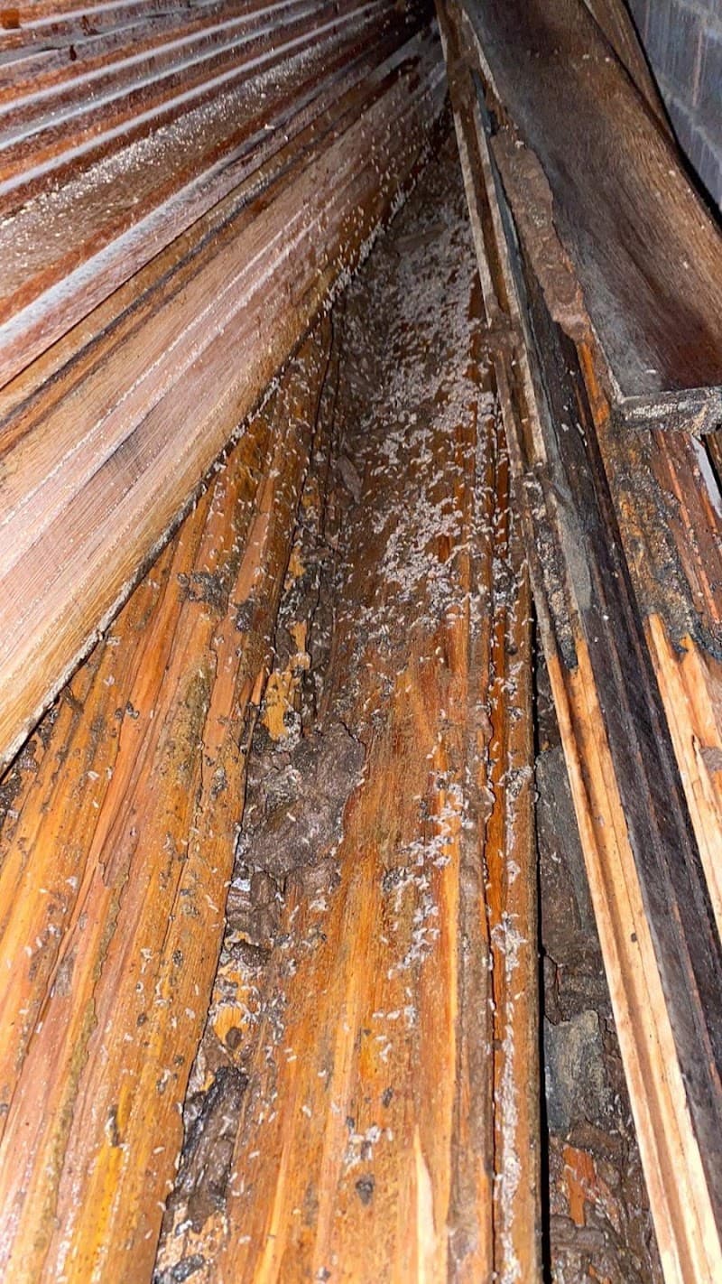 Flatline Pest Control - Pest Control Central Coast / Springfield / West Gosford / Erina / Beauty Bay / pest control work in Narara