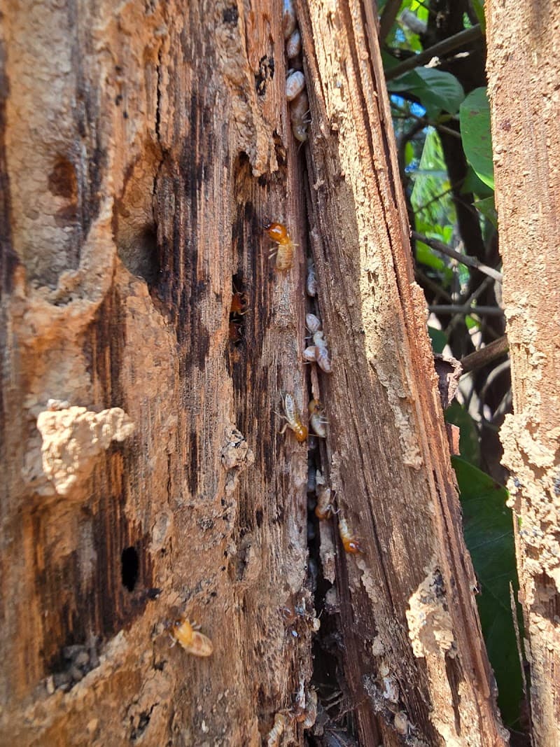 Flick Pest Control Darwin pest control work in Winnellie