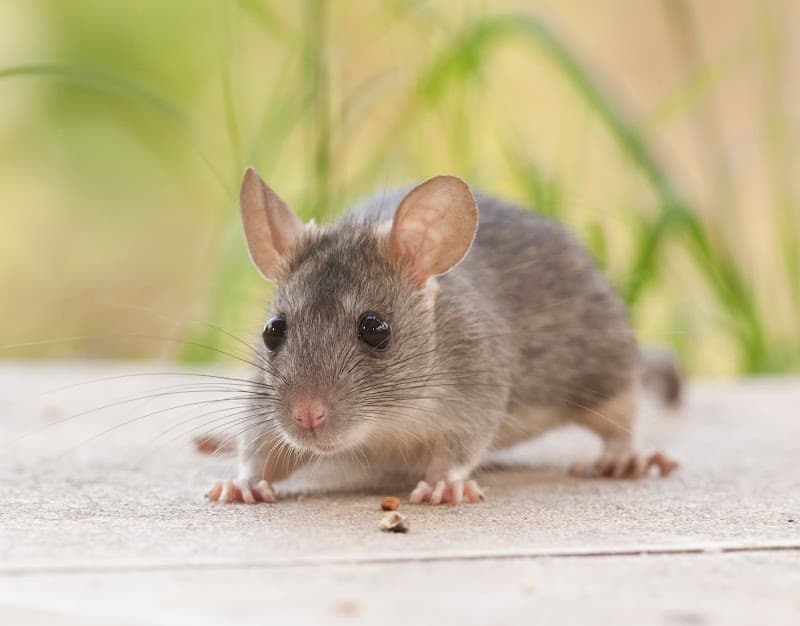 Flick Pest Control Mornington Peninsula pest control work in Dromana