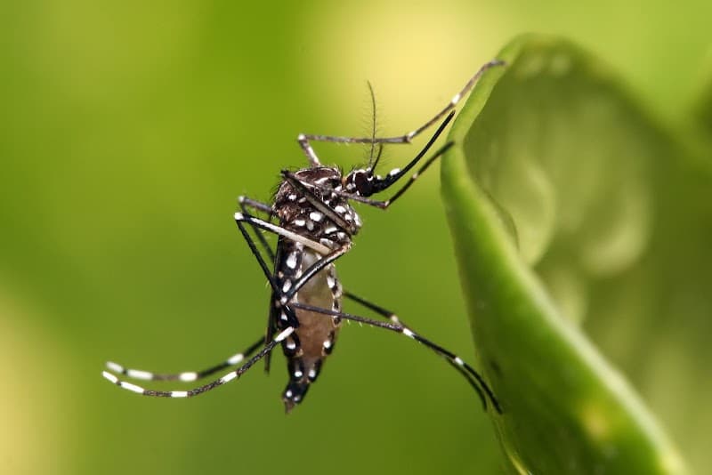 Flick Pest Control Mornington Peninsula pest control work in Dromana