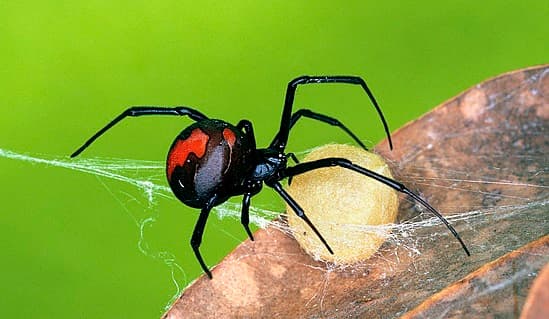 Flick Pest Control Mornington Peninsula pest control work in Dromana