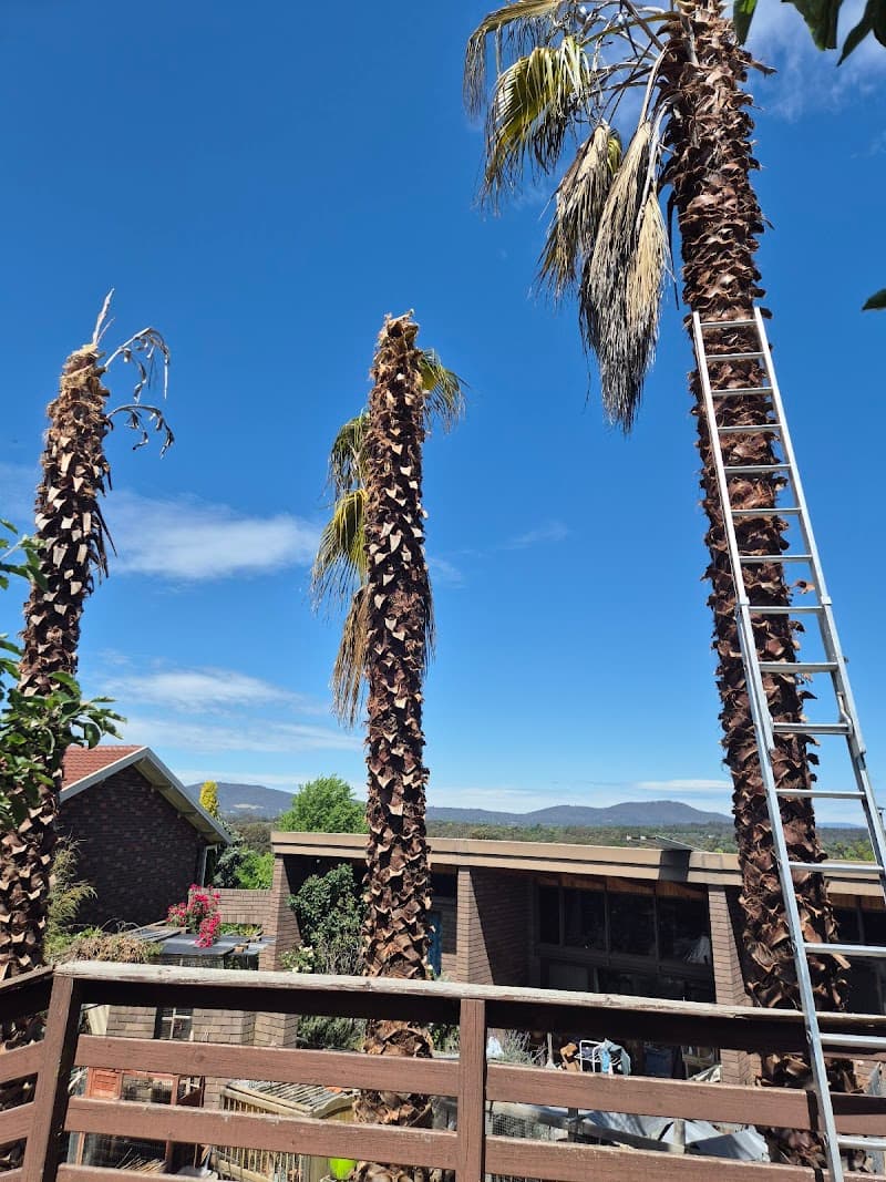 Flourish Tree & Garden Service tree services work in Torrens