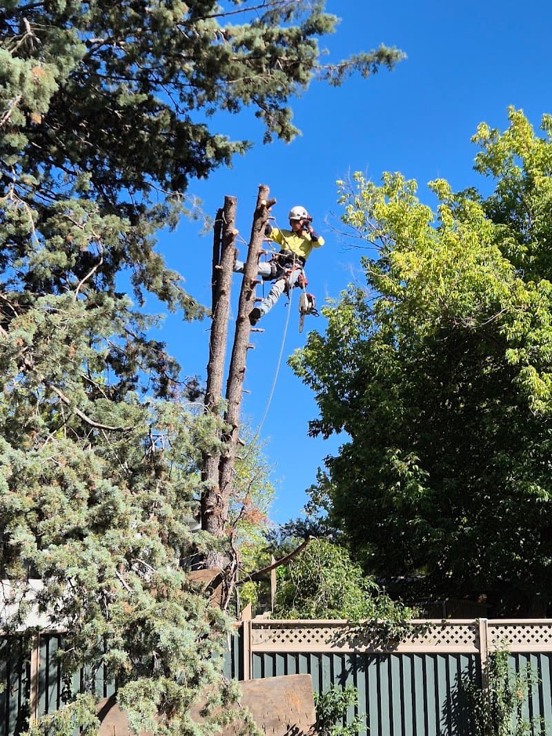 Flourish Tree & Garden Service tree services work in Torrens