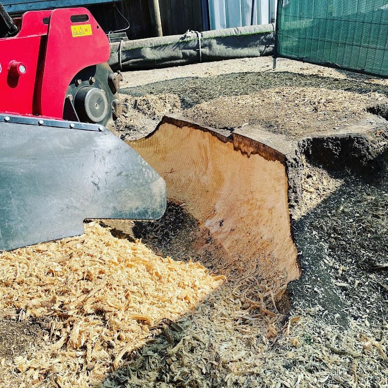 FNQ Stump Grinding tree services work in Aeroglen