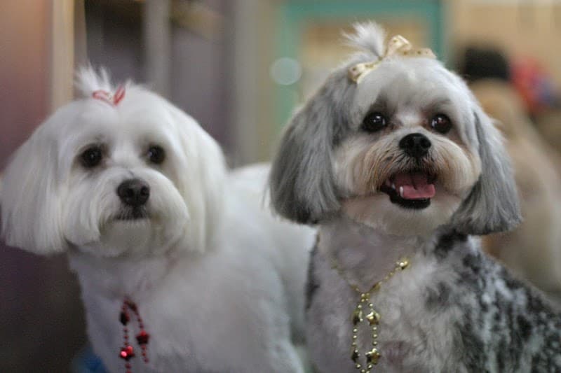 Four Paw dog grooming work in Red Hill