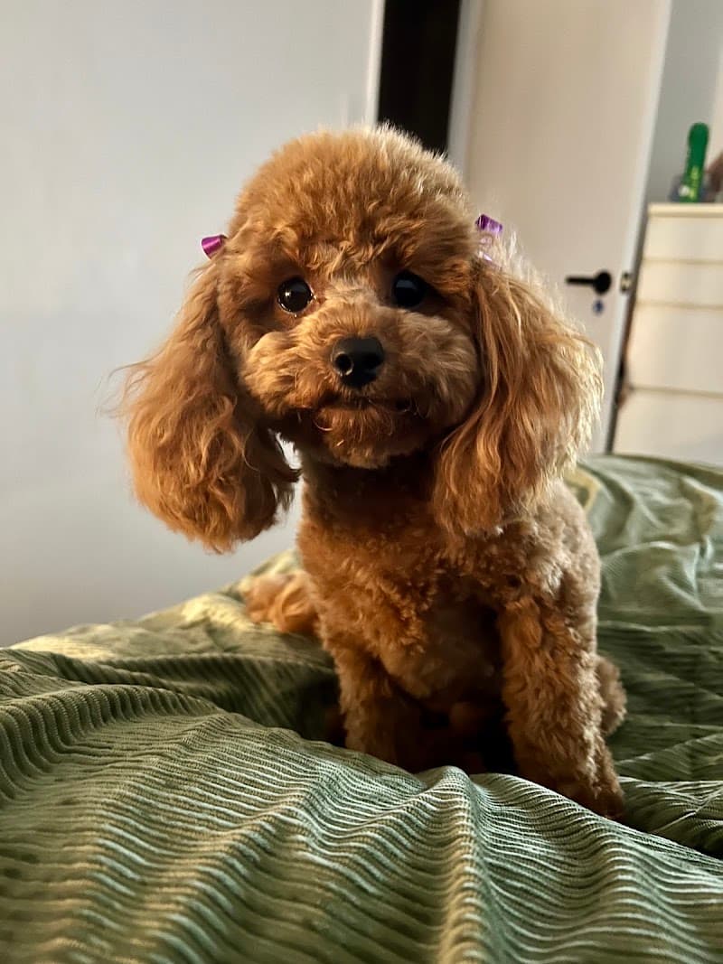 Four Paw dog grooming work in Red Hill