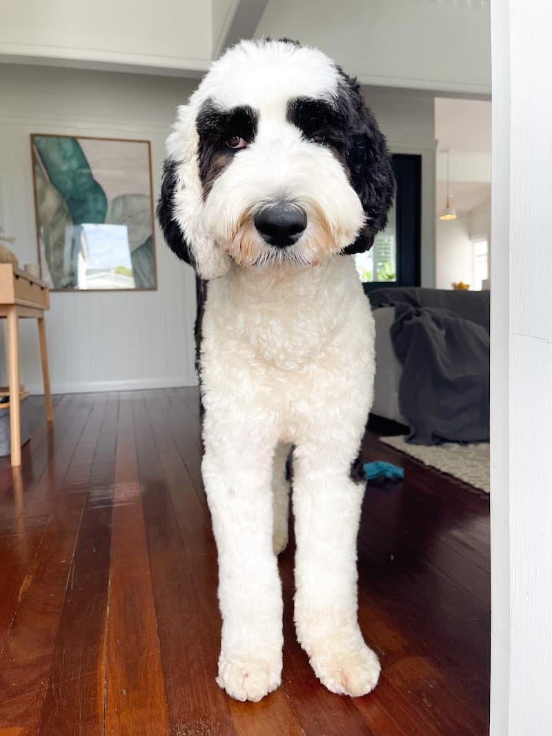Four Paw dog grooming work in Red Hill