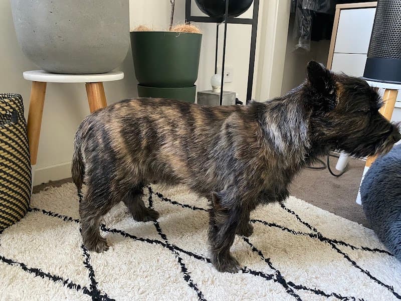 Four Paw dog grooming work in Red Hill