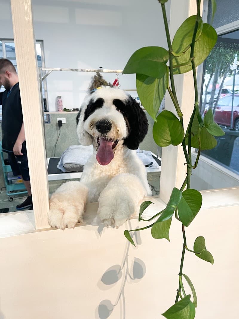 Four Paw dog grooming work in Red Hill