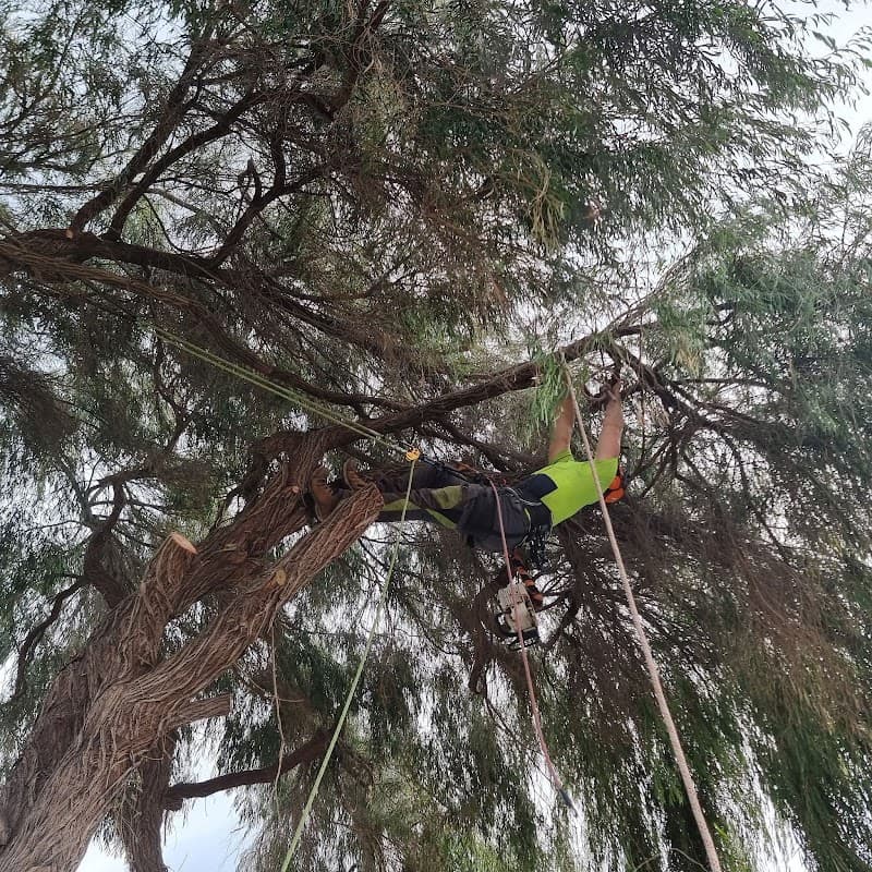 Four Seasons Tree Service tree services work in Baldivis