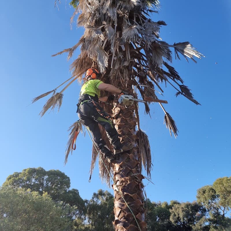 Four Seasons Tree Service tree services work in Baldivis