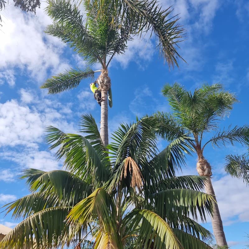 Four Seasons Tree Service tree services work in Baldivis