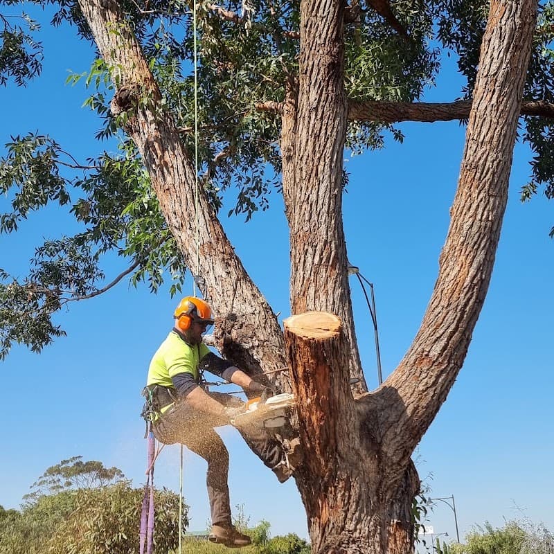 Four Seasons Tree Service tree services work in Baldivis