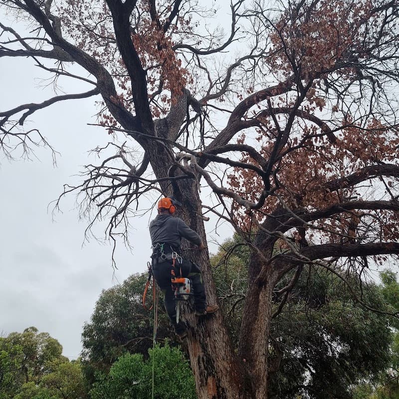 Four Seasons Tree Service tree services work in Baldivis