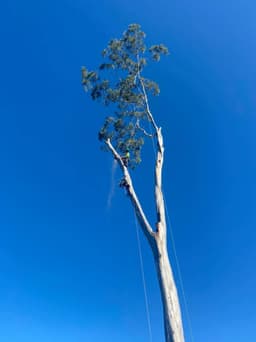 Frontier Tree Services