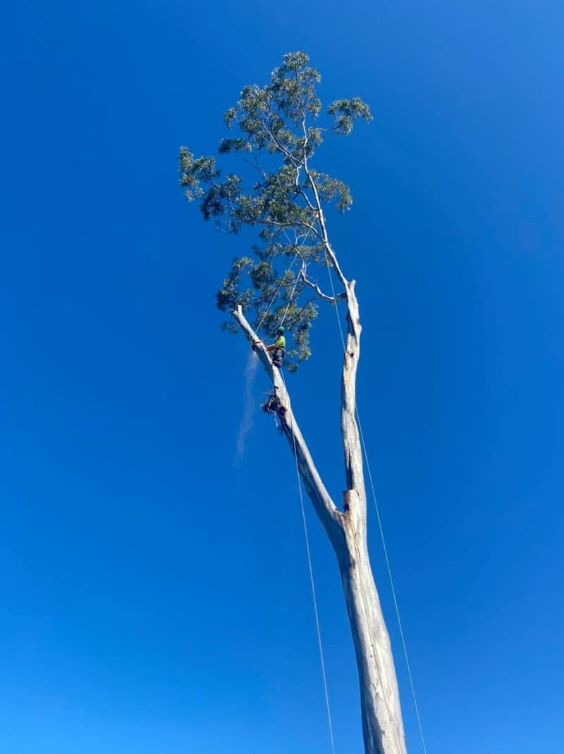 Frontier Tree Services tree services work in Molendinar