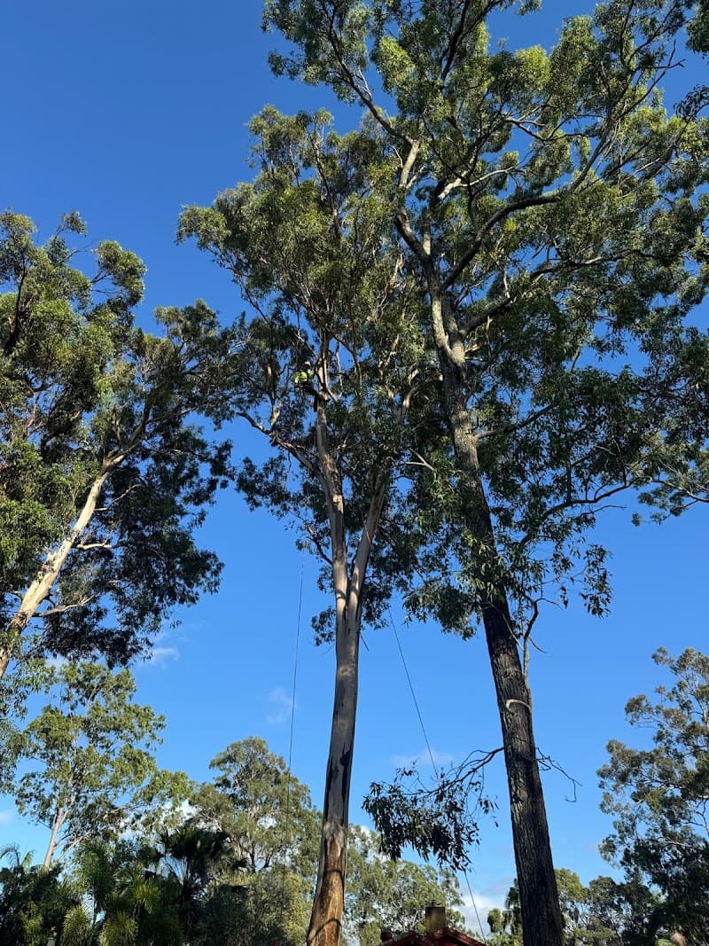 Frontier Tree Services tree services work in Molendinar