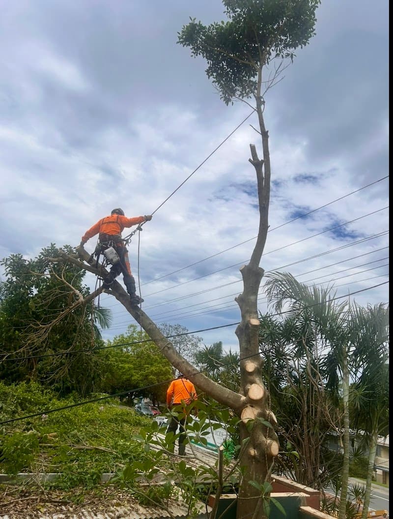 Frontier Tree Services tree services work in Molendinar