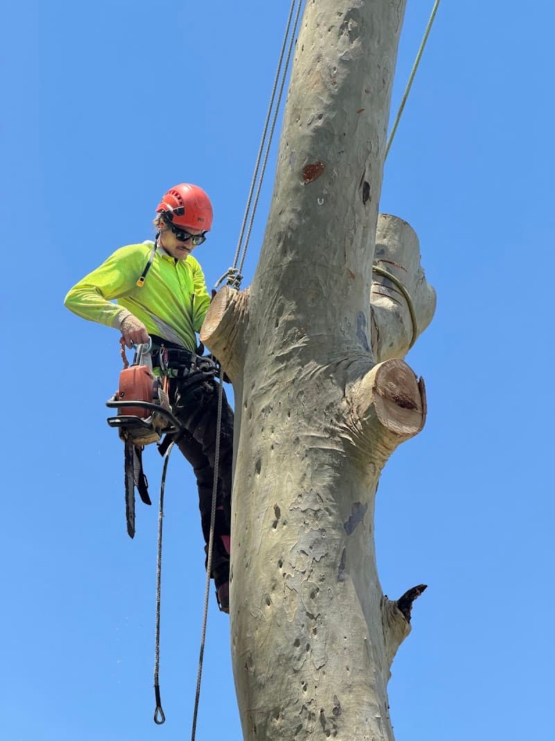 Frontier Tree Services tree services work in Molendinar