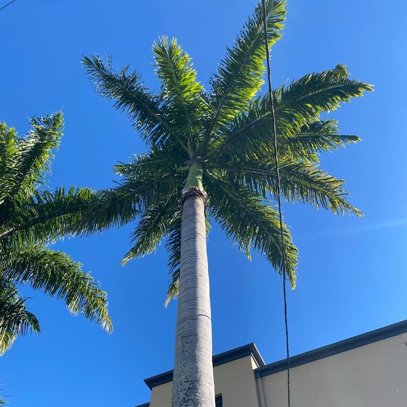 Frontier Tree Services tree services work in Molendinar